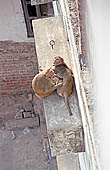 Varanasi - the old city is a cramped crowded labyrinth